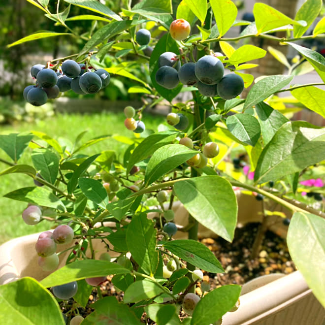 家庭菜園 ブルーベリー お庭 玄関 入り口のインテリア実例 22 07 21 08 10 28 Roomclip ルームクリップ