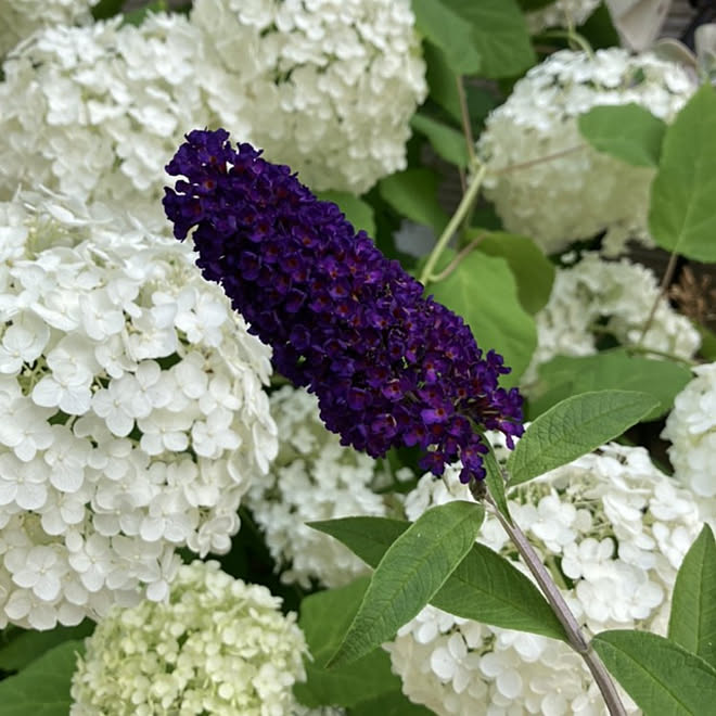 部屋全体 庭 ガーデニング 初夏 植物のある暮らし などのインテリア実例 21 06 23 10 41 24 Roomclip ルームクリップ