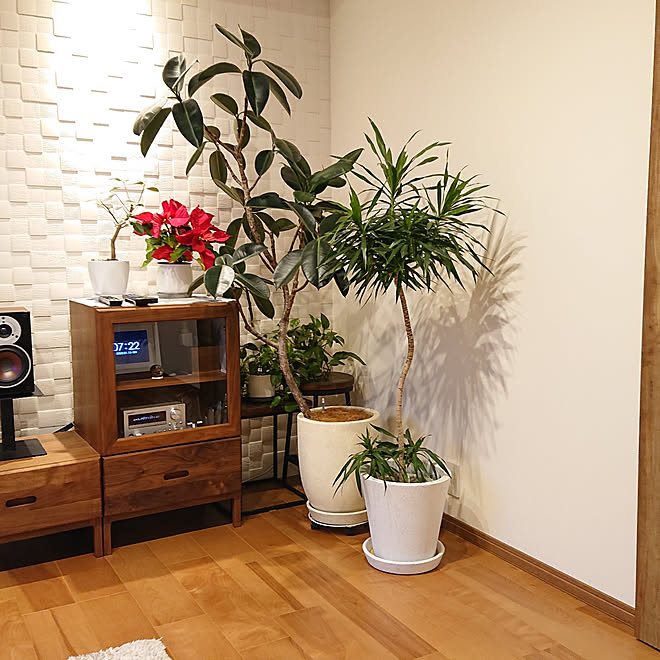 棚 ポインセチア フィカスバーガンディ ドラセナナビー フランスゴムの木 などのインテリア実例 01 15 12 46 41 Roomclip ルームクリップ