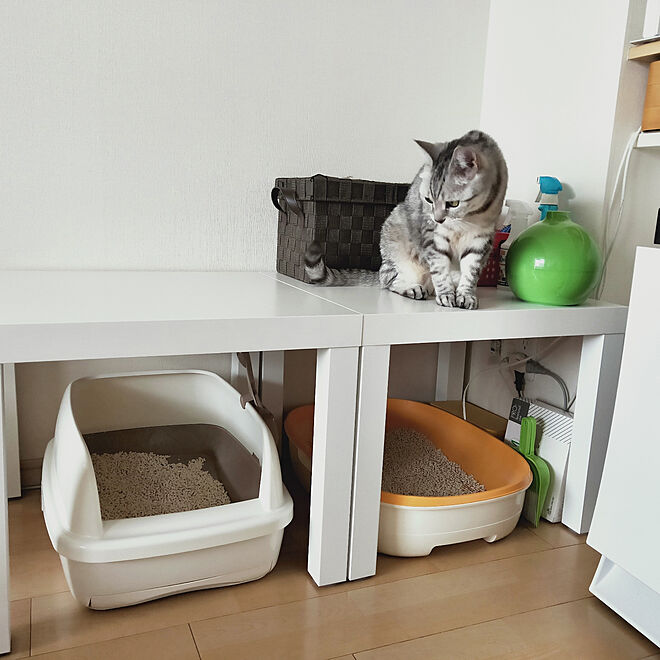 リビング/IKEA/猫トイレ置き場/猫トイレカバー/ねこと暮らすのインテリア実例 20200530 18