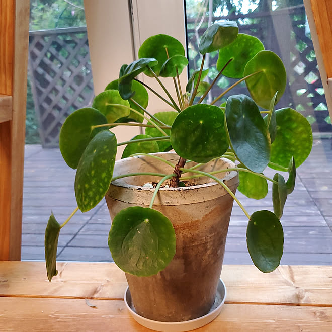 リビング 趣味 観葉植物 シンボルツリー 癒しセットのインテリア実例 21 05 08 17 52 17 Roomclip ルームクリップ リビング 趣味 観葉植物 シンボルツリー 癒しセットのインテリア実例 21 05 08 17 52 17 Roomclip ルームクリップ