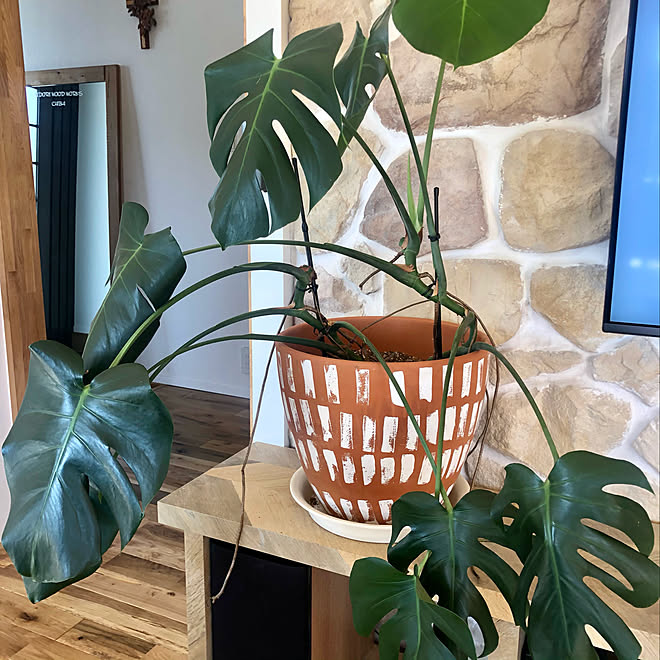 モンステラ 観葉植物 Diy ナチュラル ハワイアン などのインテリア実例 11 14 11 58 10 Roomclip ルームクリップ