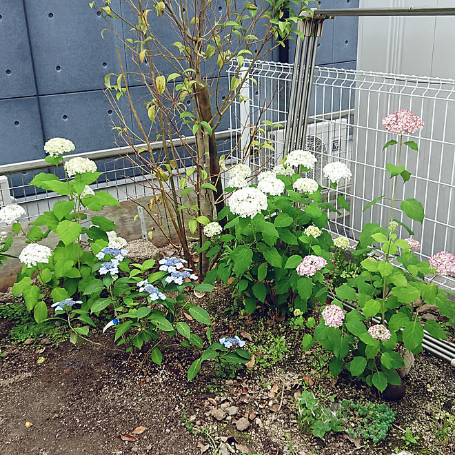 玄関 入り口 庭 お庭インテリア アナベル白と赤 山紫陽花 甘茶 などのインテリア実例 06 06 08 19 39 Roomclip ルームクリップ 玄関 入り口 庭 お庭インテリア アナベル白と赤 山紫陽花 甘茶 などのインテリア実例 06 06 08 19 39 Roomclip ルームクリップ