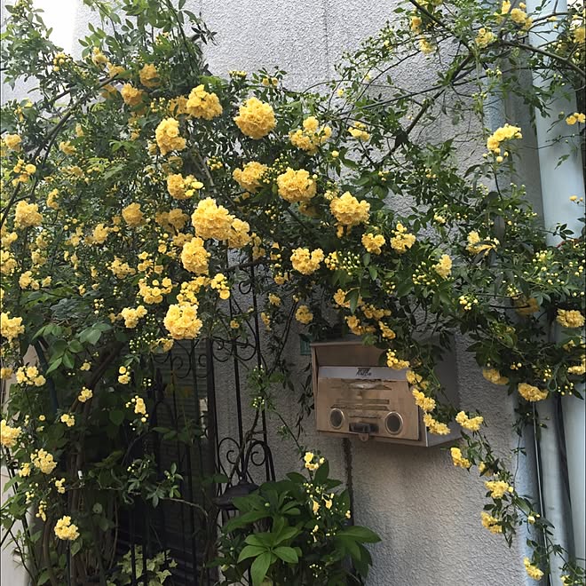 玄関 入り口 モッコウバラ つるバラ ガーデニング 薔薇 などのインテリア実例 16 04 18 07 59 31 Roomclip ルームクリップ