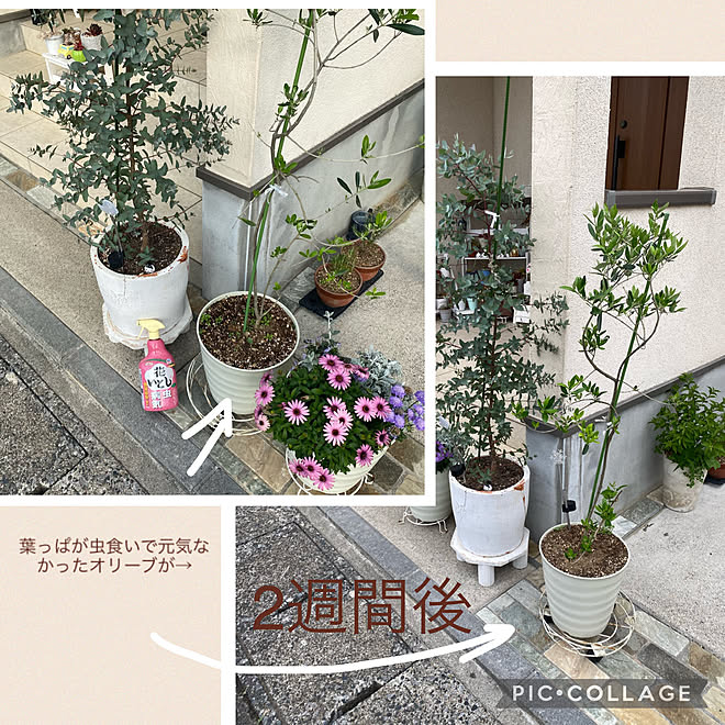 ユーカリグニー ユーカリ オリーブの鉢植え オリーブの木 花いとし などのインテリア実例 22 05 09 15 21 09 Roomclip ルームクリップ