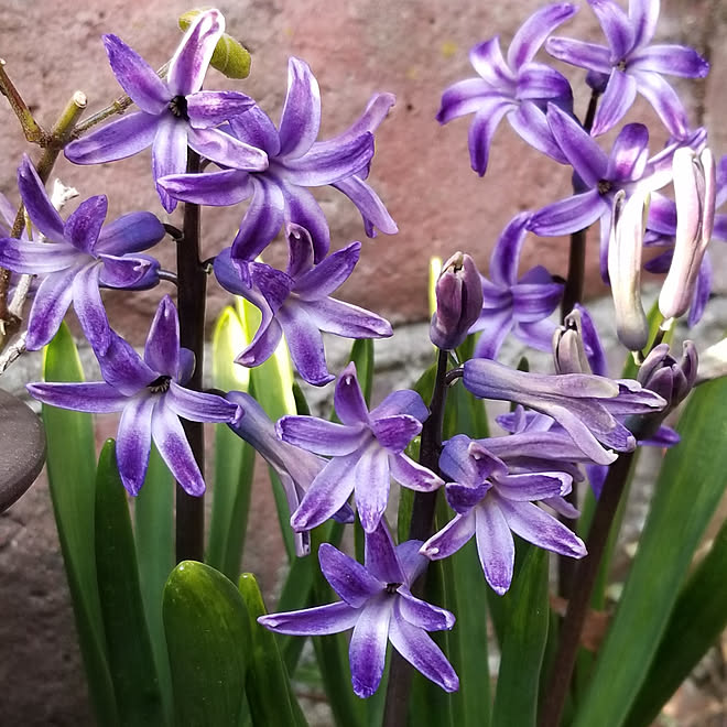 玄関 入り口 はなのある暮らし 地植えヒヤシンスのインテリア実例 22 03 11 16 14 46 Roomclip ルームクリップ