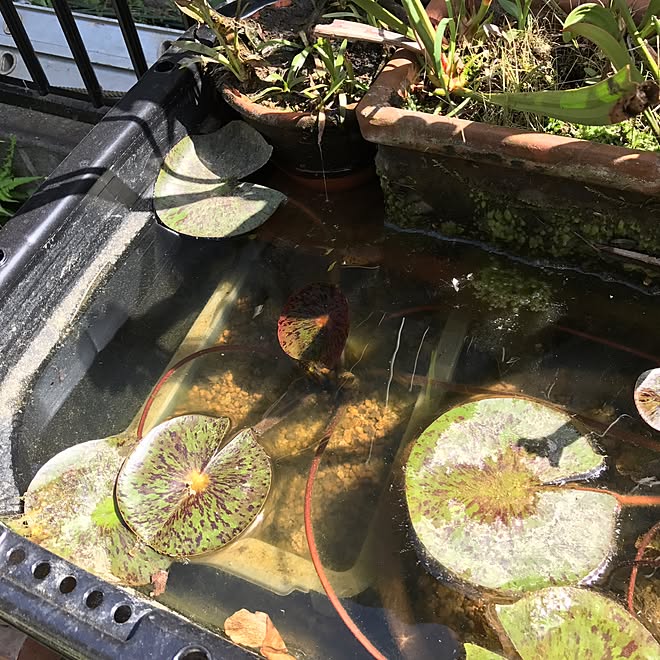ビオトープ 食虫植物 玄関 入り口 睡蓮 サラセニアのインテリア実例 17 06 04 14 47 22 Roomclip ルームクリップ