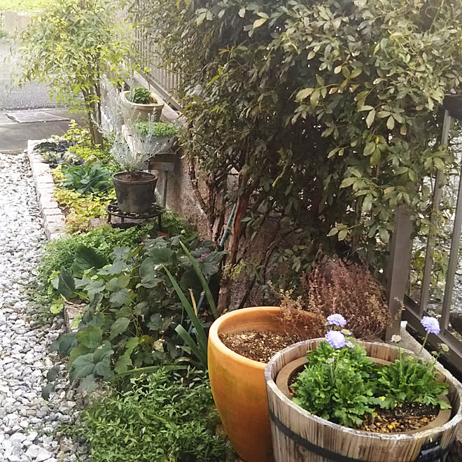 玄関 入り口 花壇ｄｉｙ ピンコロ石 モッコウバラ ガーデニングのインテリア実例 18 11 05 27 23 Roomclip ルームクリップ