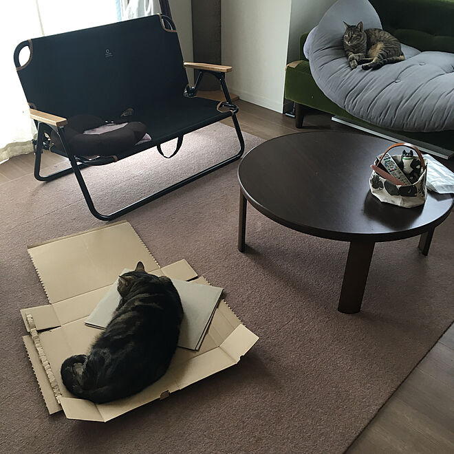 猫/キャンプ用品/折りたたみ椅子/こたつテーブル/モケットグリーン 
