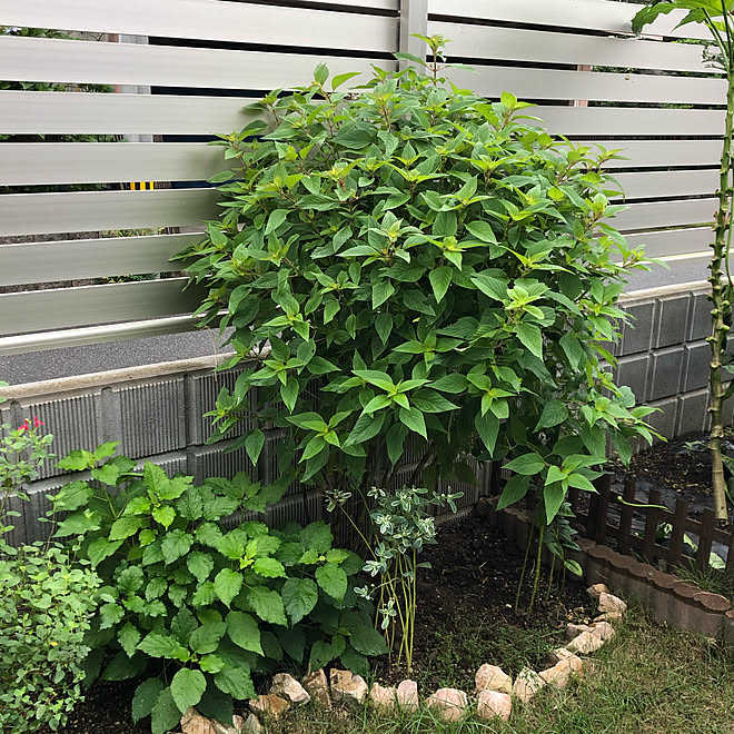 手作り花壇 パイナップルセージ セージ ハーブ ガーデニング などのインテリア実例 19 09 13 14 46 19 Roomclip ルームクリップ