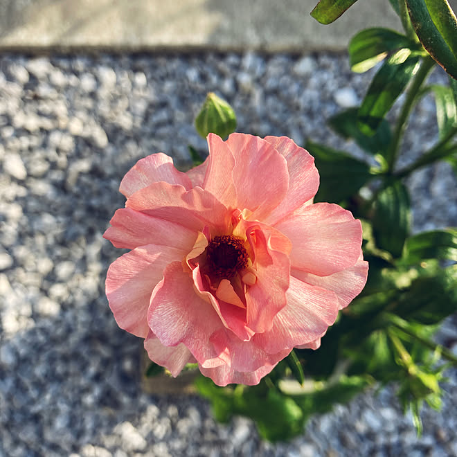 癒し 花のある暮らし 季節の花 ラナンキュラス ラックス にわのある暮らし などのインテリア実例 22 03 15 17 59 Roomclip ルームクリップ