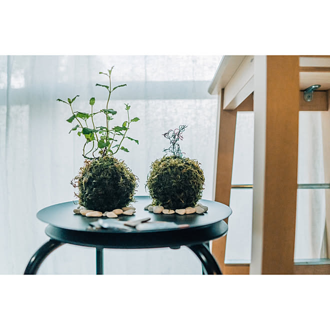 苔玉盆栽 苔玉 苔 観葉植物のある暮らし 観葉植物 などのインテリア実例 21 01 08 00 18 57 Roomclip ルームクリップ 苔玉盆栽 苔玉 苔 観葉植物のある暮らし 観葉植物 などのインテリア実例 21 01 08 00 18 57 Roomclip ルームクリップ