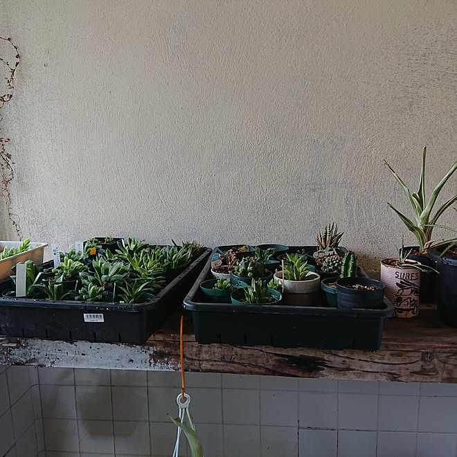 バス トイレ Diy 100均 観葉植物 多肉植物 などのインテリア実例 02 05 08 06 07 Roomclip ルームクリップ