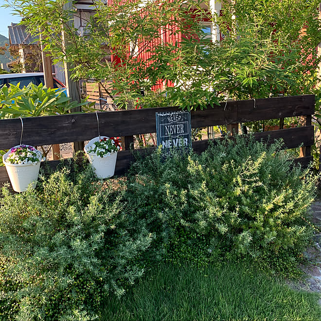 えごの木 西洋ニンジンボク ローズマリー ガーデニング 植物のある暮らし などのインテリア実例 06 07 23 51 44 Roomclip ルームクリップ