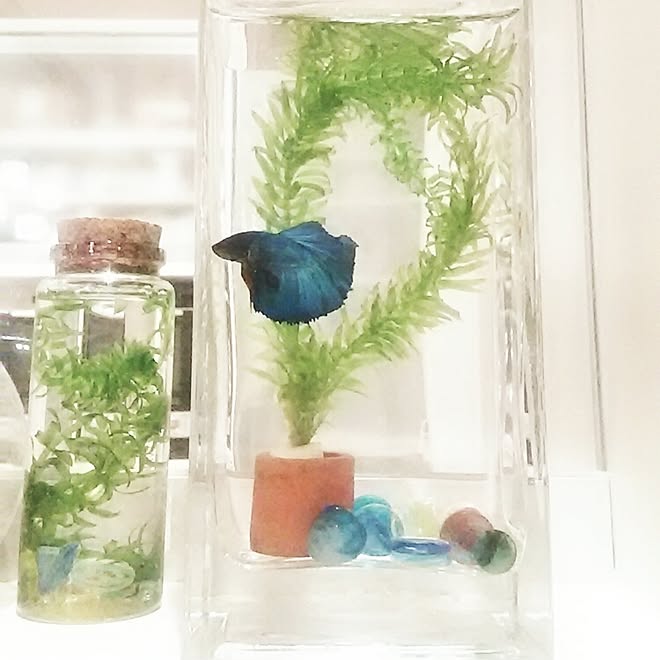 リビング ベタ 水槽の代わりに花瓶 ペットのインテリア実例 17 04 15 22 18 23 Roomclip ルームクリップ