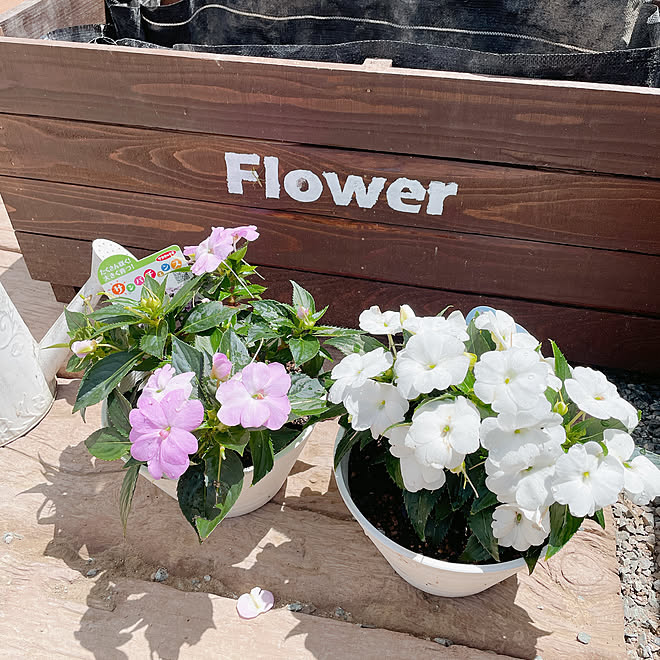 サンパティオ/サンパチェンス/サカタのタネ/花のある暮らし/ガーデニング...などのインテリア実例 20210627 144017