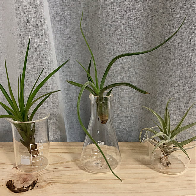 ダイソー 100均 観葉植物 ベッド周りのインテリア実例 21 05 12 23 01 46 Roomclip ルームクリップ