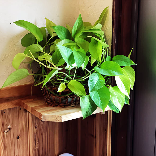 ポトス 観葉植物 棚diy Diy 玄関 入り口 などのインテリア実例 19 07 04 10 59 39 Roomclip ルームクリップ