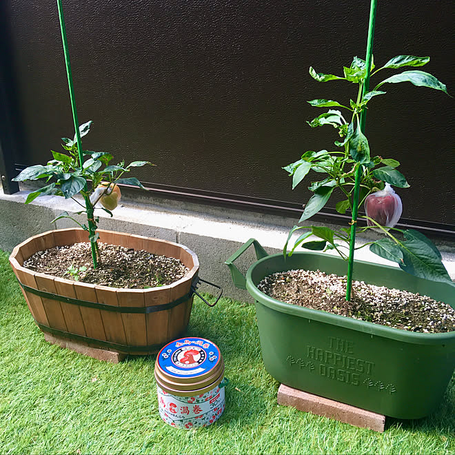 信号カラー プランター菜園 パプリカ 定番の虫対策 金鳥の渦巻 などのインテリア実例 21 08 01 09 48 26 Roomclip ルームクリップ