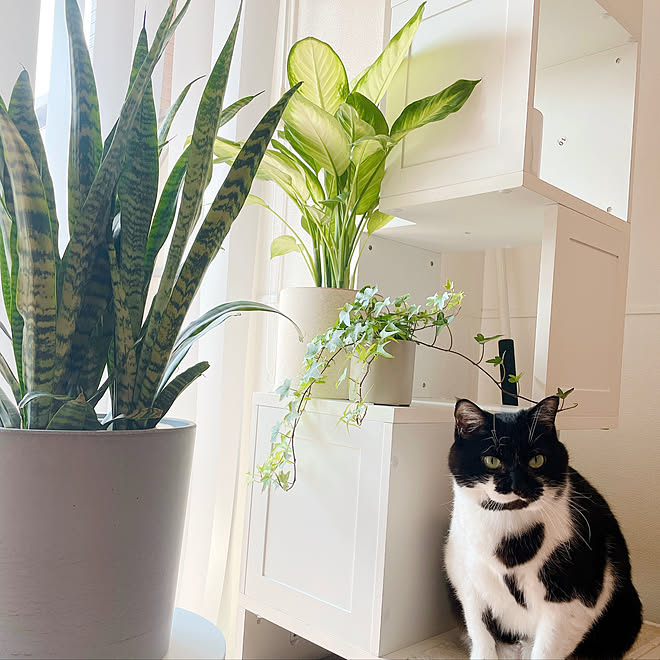 Ikea鉢カバー 鉢カバー カーテン越しの観葉植物 ディフェンバキア ディフェンバキアカミーラ などのインテリア実例 22 04 07 14 43 09 Roomclip ルームクリップ