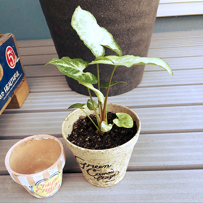 チュッパチャップス カインズホーム Niko And 観葉植物 縁台 などのインテリア実例 10 31 16 45 54 Roomclip ルームクリップ チュッパチャップス カインズホーム Niko And 観葉植物 縁台 などのインテリア実例 10 31 16 45 54 Roomclip ルームクリップ