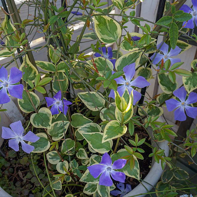 ツルニチニチソウ 花のある暮らし Instagram R 6cafe ありがとうございます ᵕᴗᵕ ガーデニング などのインテリア実例 03 12 08 25 35 Roomclip ルームクリップ