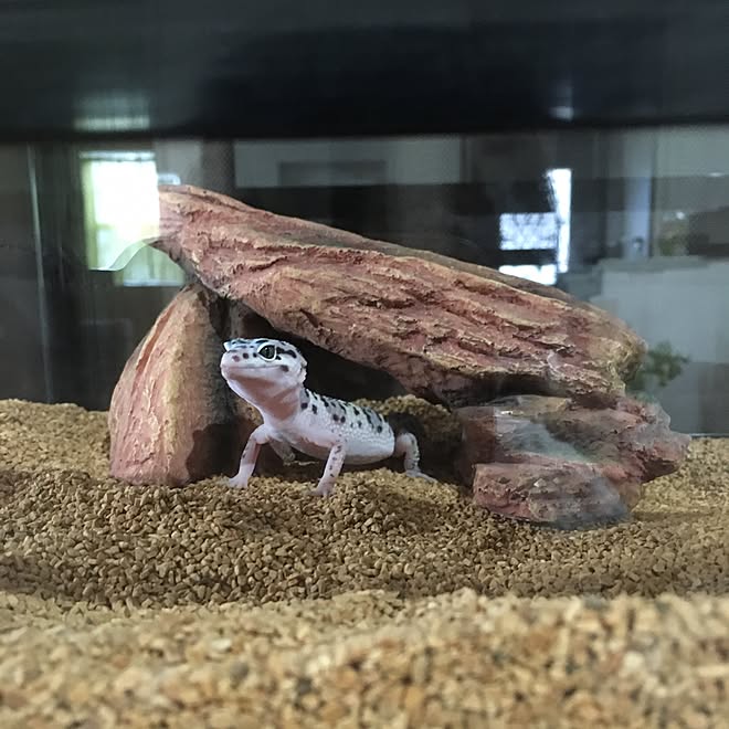 ペットと暮らす家 ヒョウモントカゲモドキ 部屋全体 レオパードゲッコー レオパ などのインテリア実例 16 09 17 43 40 Roomclip ルームクリップ