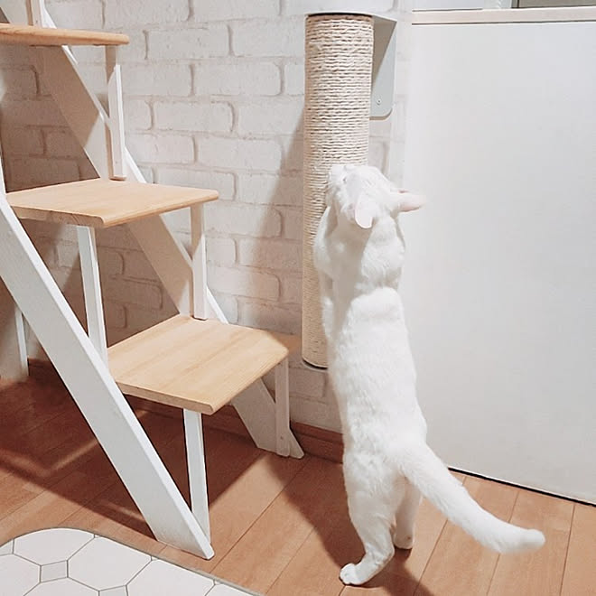 リビング 保護猫 ねこのいる日常 ねこと暮らす レンガ壁紙 などのインテリア実例 22 04 05 19 51 47 Roomclip ルームクリップ