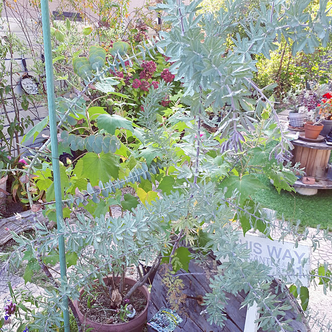 キッチン 銀葉アカシアプルプレア お花がある暮らし 庭 秋晴れ などのインテリア実例 22 10 07 22 44 01 Roomclip ルームクリップ