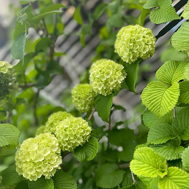 オオテマリ ガーデニング ガーデン 壁 天井のインテリア実例 22 04 16 06 39 Roomclip ルームクリップ