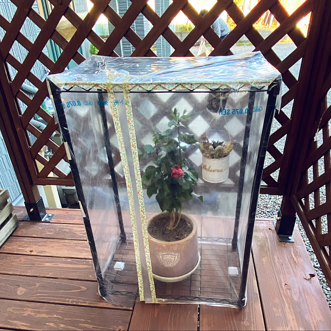 温室 ハンズマンで購入 多肉植物 Diy ガーデニング などのインテリア実例 21 12 05 17 47 35 Roomclip ルームクリップ