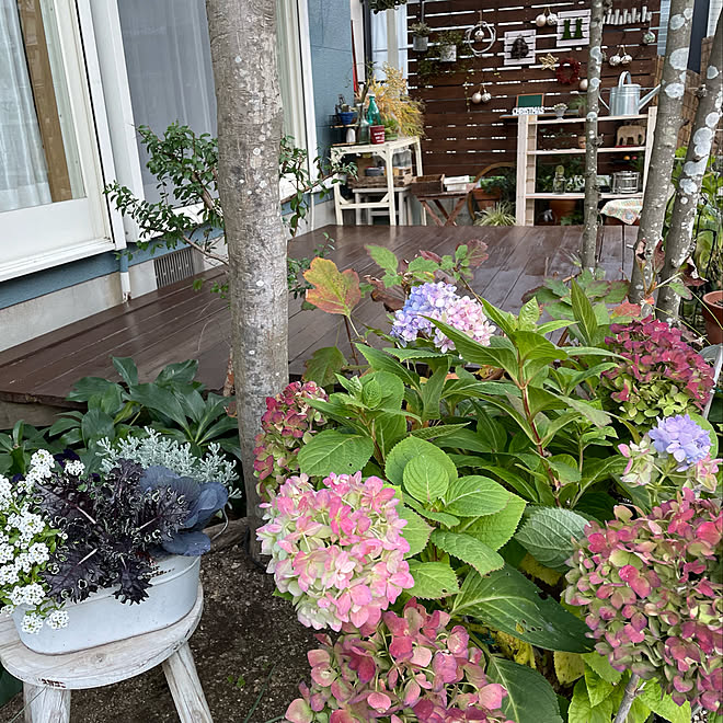 葉ボタンの寄せ植え 安行四季咲きアジサイ 雑木の庭 ガーデニング デッキのメンテナンス などのインテリア実例 21 11 27 16 35 37 Roomclip ルームクリップ