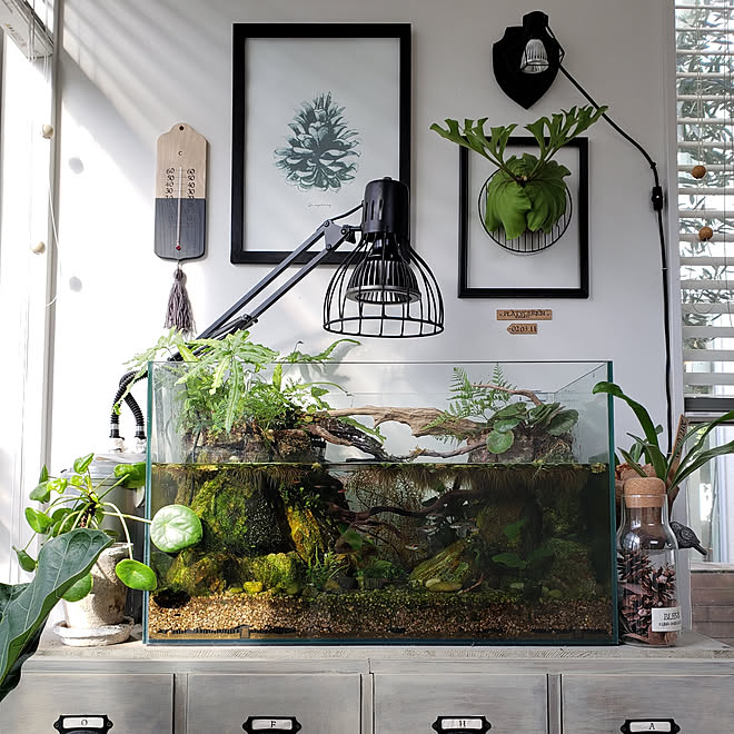 棚 Ig Mimt38 観葉植物 Diy 水槽 などのインテリア実例 09 22 22 33 01 Roomclip ルームクリップ