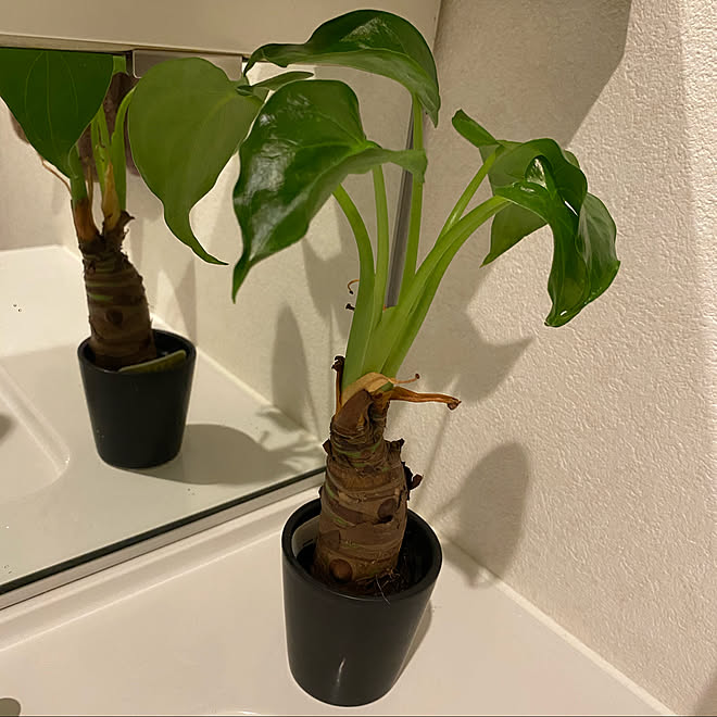 スリーコインズ 観葉植物初心者 クワズイモ 観葉植物のある暮らし 観葉植物 などのインテリア実例 10 11 21 07 18 Roomclip ルームクリップ スリーコインズ 観葉植物初心者 クワズイモ 観葉植物のある暮らし 観葉植物 などのインテリア実例 10 11 21 07 18 Roomclip ルームクリップ