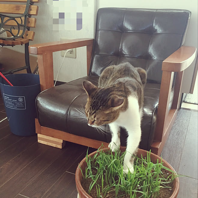ダイソーの猫草の種 ネコ草 皮ソファー 一人掛けソファー 2階リビング などのインテリア実例 09 05 13 59 39 Roomclip ルームクリップ ダイソーの猫草の種 ネコ草 皮ソファー 一人掛けソファー 2階リビング などのインテリア実例 09 05 13 59 39 Roomclip ルームクリップ