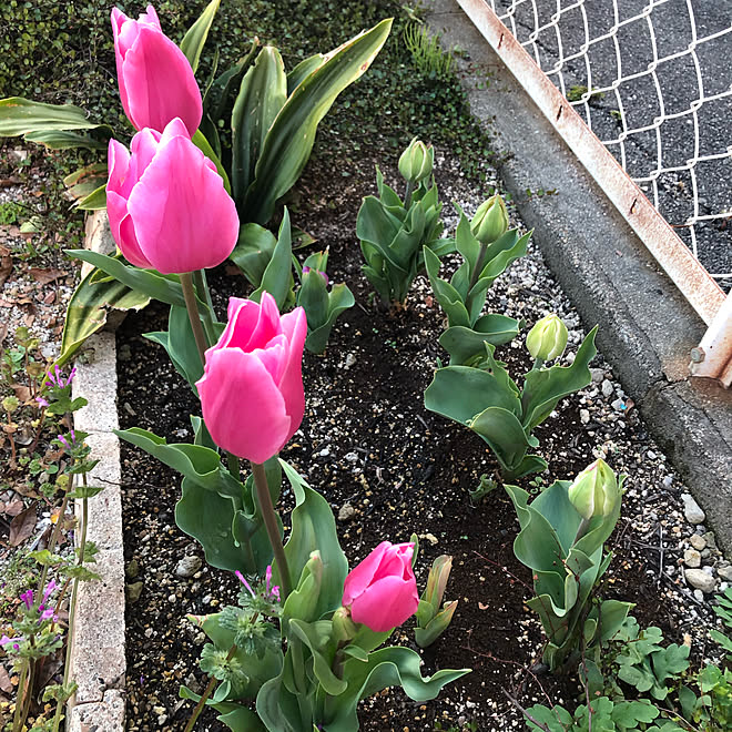 草抜きしなきゃ お庭の花 チューリップ咲きました チューリップ 花壇の花 などのインテリア実例 21 03 26 22 10 10 Roomclip ルームクリップ
