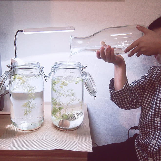 ナチュラルインテリア ナチュラルキッチン メダカの卵 稚魚 メダカの稚魚 などのインテリア実例 09 30 23 45 59 Roomclip ルームクリップ