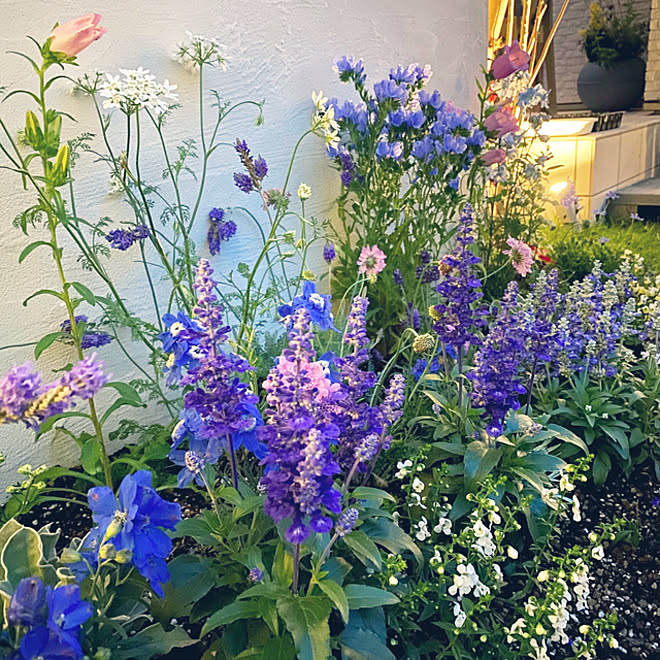 チェリーセージ エキウムブルーベッダー カンパニュラ デルフィニウム おうち時間を楽しむ などのインテリア実例 21 05 14 08 41 41 Roomclip ルームクリップ