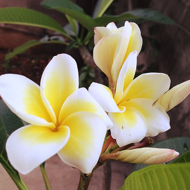 玄関 入り口 庭 地植え悩み中 南国 プルメリア などのインテリア実例 16 07 18 11 13 Roomclip ルームクリップ