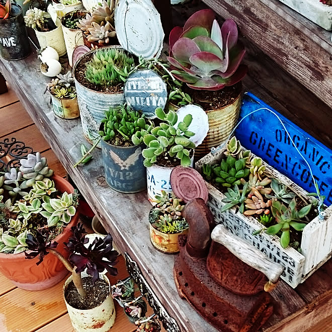 多肉植物 Diy 多肉寄せ植え 熊童子 ハオルチア などのインテリア実例 18 11 05 21 03 56 Roomclip ルームクリップ
