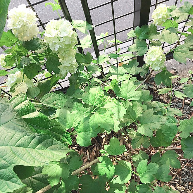 最新のhd花 スノー ボール 最高の花の画像 最新のhd花 スノー ボール 最高の花の画像
