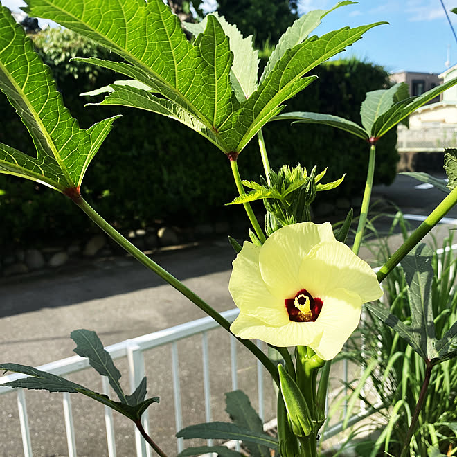 花を楽しむ オクラの花 アオイ科 家庭菜園 玄関 入り口 などのインテリア実例 21 08 28 08 48 19 Roomclip ルームクリップ