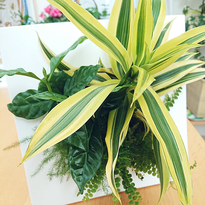 バス トイレ カインズホーム 立てかけ鉢 植物と暮らすのインテリア実例 02 07 21 39 49 Roomclip ルームクリップ バス トイレ カインズホーム 立てかけ鉢 植物と暮らすのインテリア実例 02 07 21 39 49 Roomclip ルームクリップ