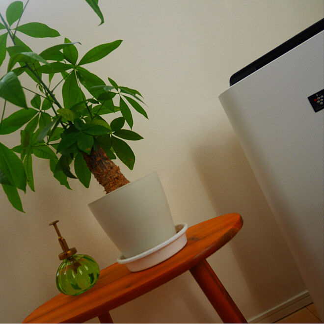 リビング パキラ Plasmacluster 空気清浄機 加湿器 観葉植物 などのインテリア実例 18 01 11 10 14 13 Roomclip ルームクリップ