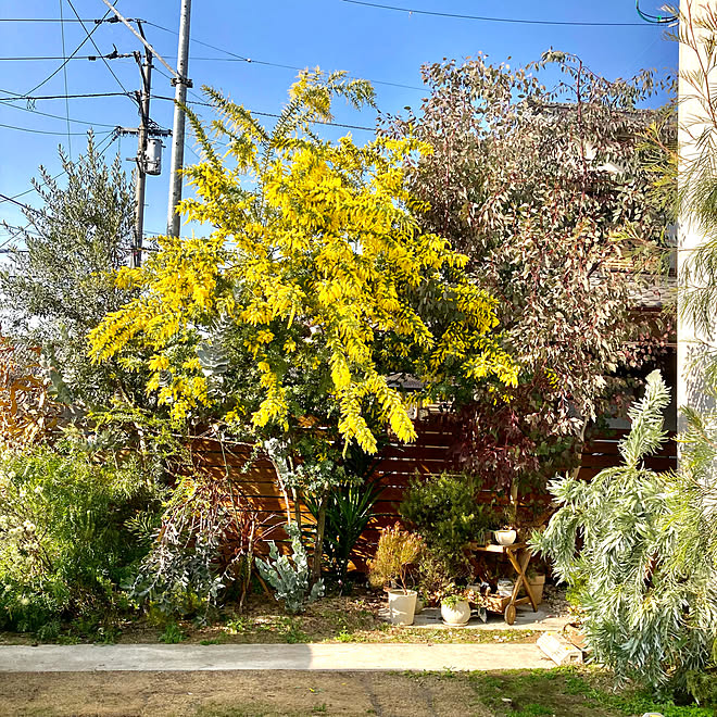 オーストラリア ミモザ 花のある暮らし 植物大好き オージープランツ などのインテリア実例 22 03 12 49 26 Roomclip ルームクリップ