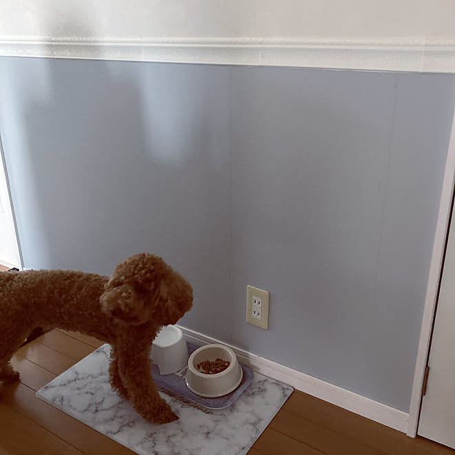壁紙diy 犬ご飯セット わんこごはん わんこごはんタイム トイプードル などのインテリア実例 22 07 18 09 22 43 Roomclip ルームクリップ