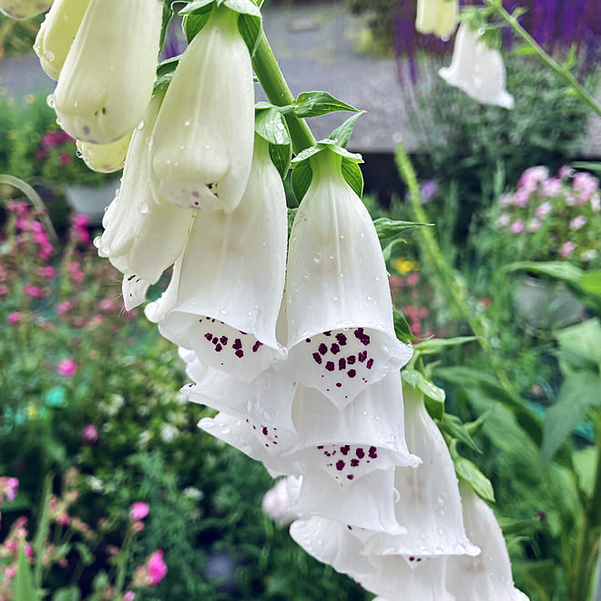 季節の花 花のある暮らし ジギタリス ジギタリス 白 にわのある暮らし などのインテリア実例 22 05 14 10 24 32 Roomclip ルームクリップ