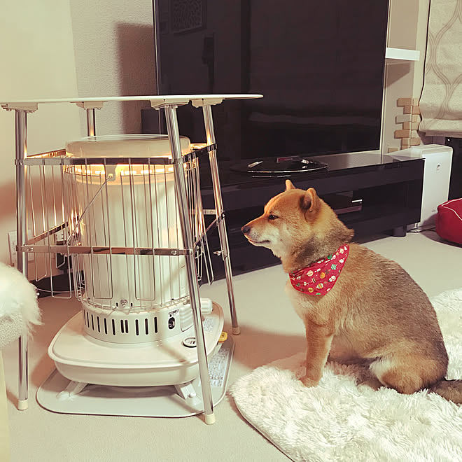 リビング ストーブガード 石油ストーブ Ikea 多頭飼いの家 などのインテリア実例 17 12 06 07 49 55 Roomclip ルームクリップ リビング ストーブガード 石油ストーブ Ikea 多頭飼いの家 などのインテリア実例 17 12 06 07 49 55 Roomclip ルームクリップ