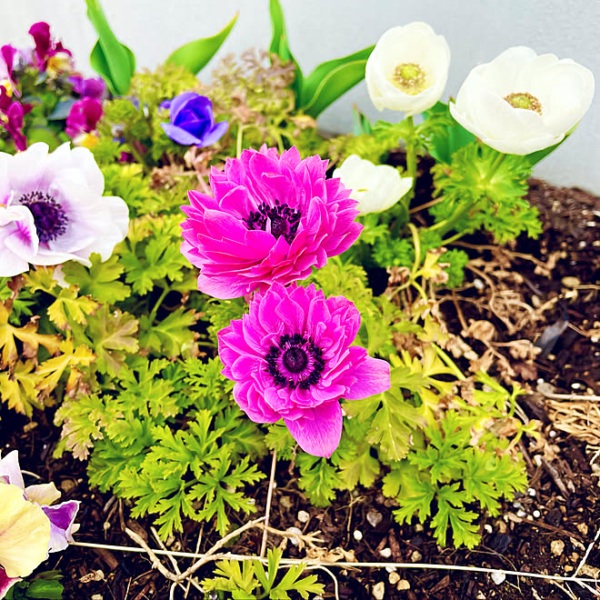 アネモネ 癒し 癒しのガーデニング ガーデニング 春の庭 などのインテリア実例 22 03 27 10 28 Roomclip ルームクリップ