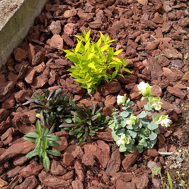 玄関 入り口 おぎはら植物園 花壇のインテリア実例 09 27 15 41 53 Roomclip ルームクリップ 玄関 入り口 おぎはら植物園 花壇のインテリア実例 09 27 15 41 53 Roomclip ルームクリップ